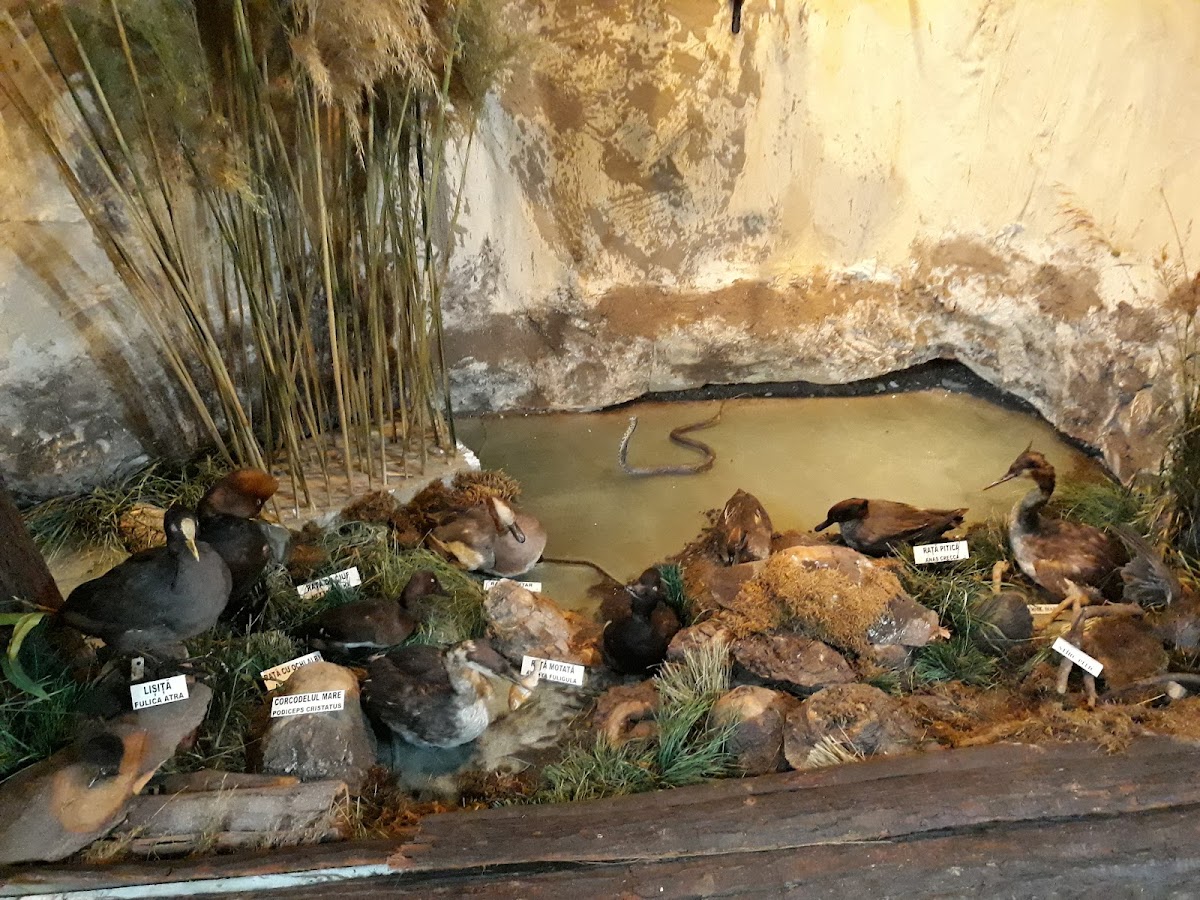 Pavilionul Expozițional Marcel Guguianu - foto 4