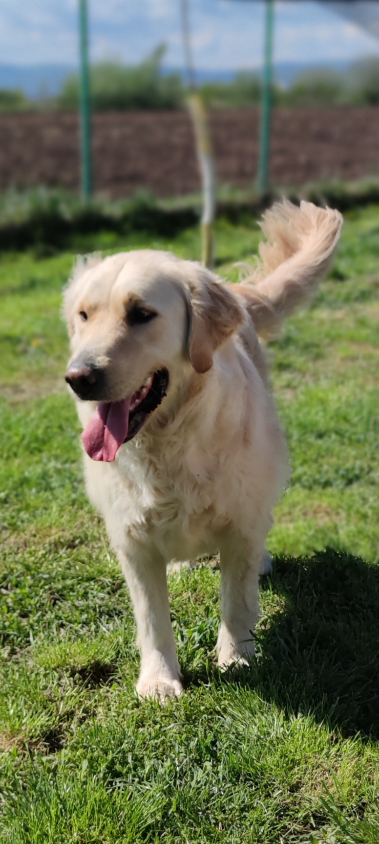 Hundeunterkunft Bogdan Vodă