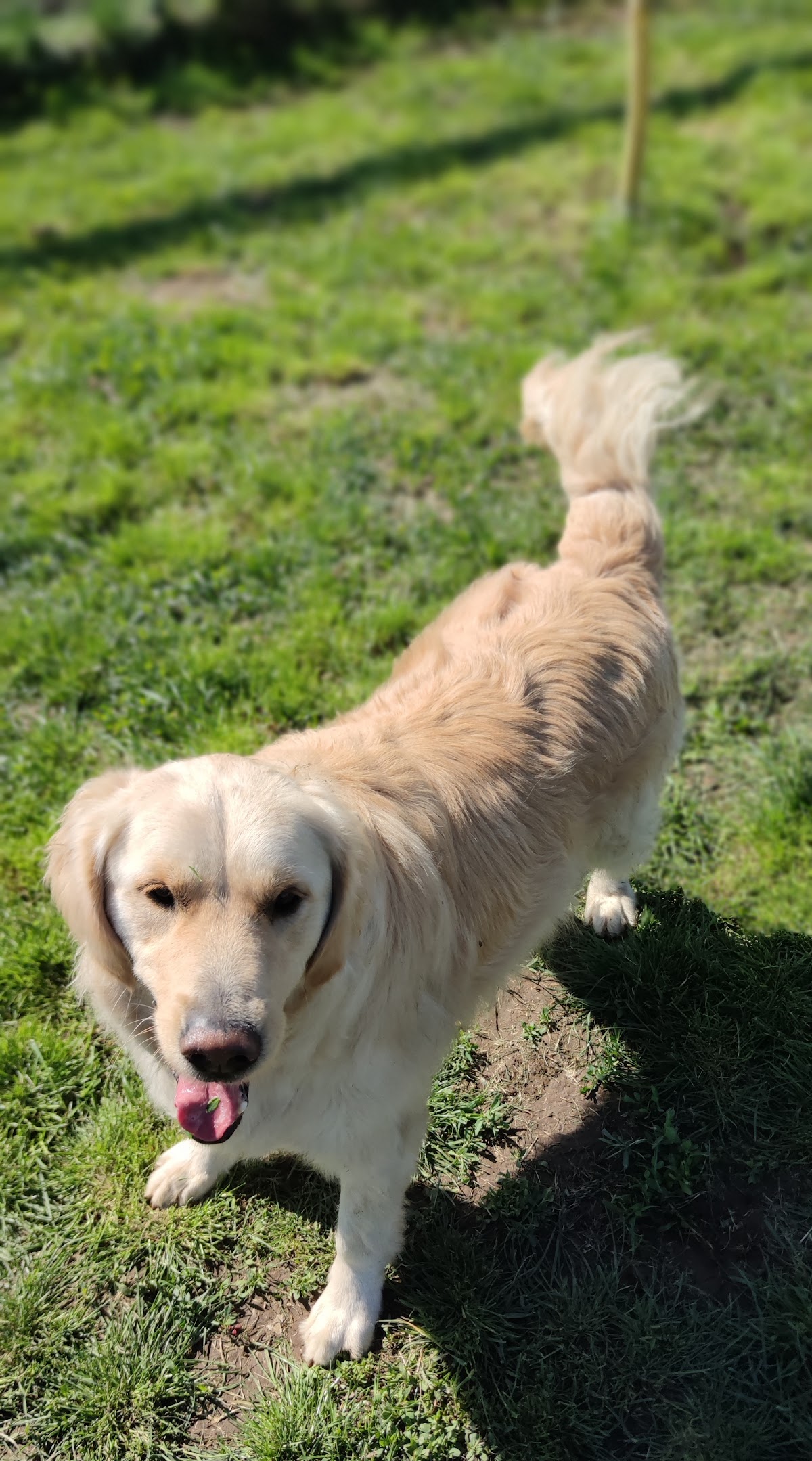 Residencia Canina Bogdan Vodă