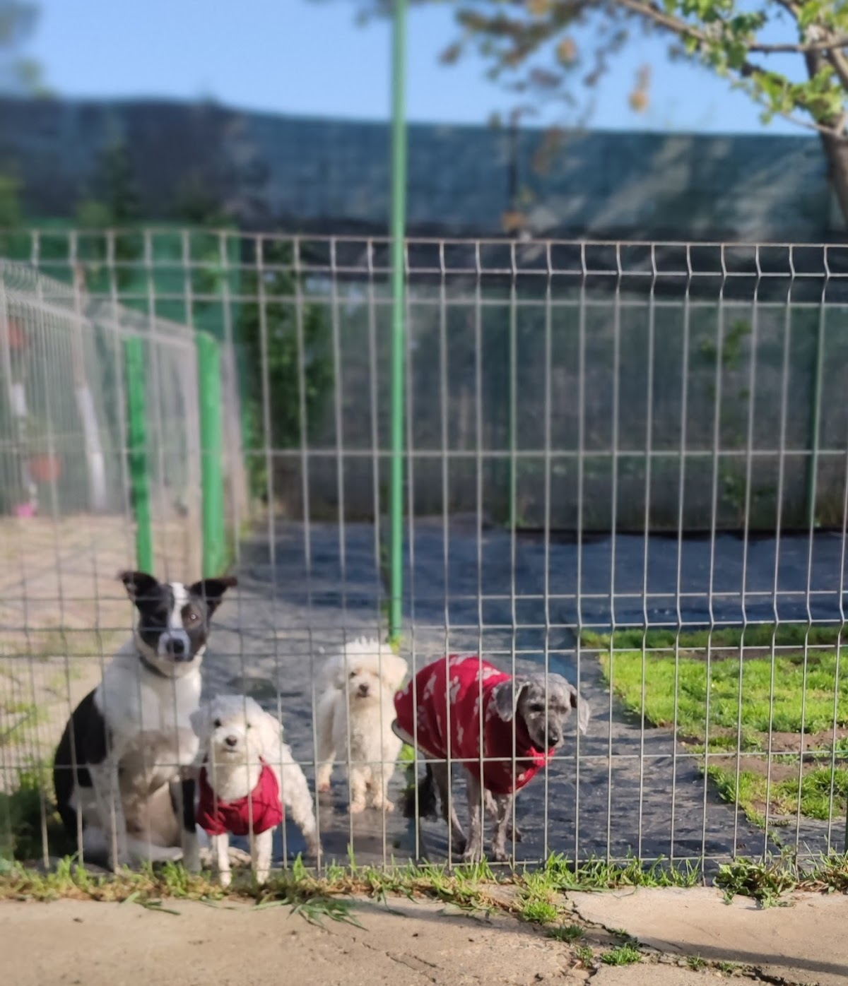 Residencia Canina Bogdan Vodă