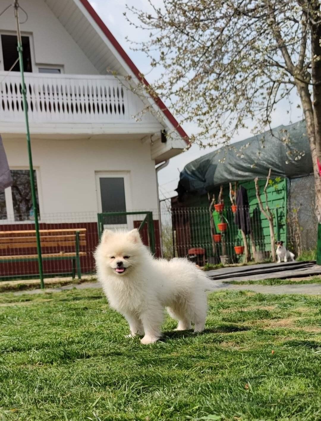 Residencia Canina Bogdan Vodă