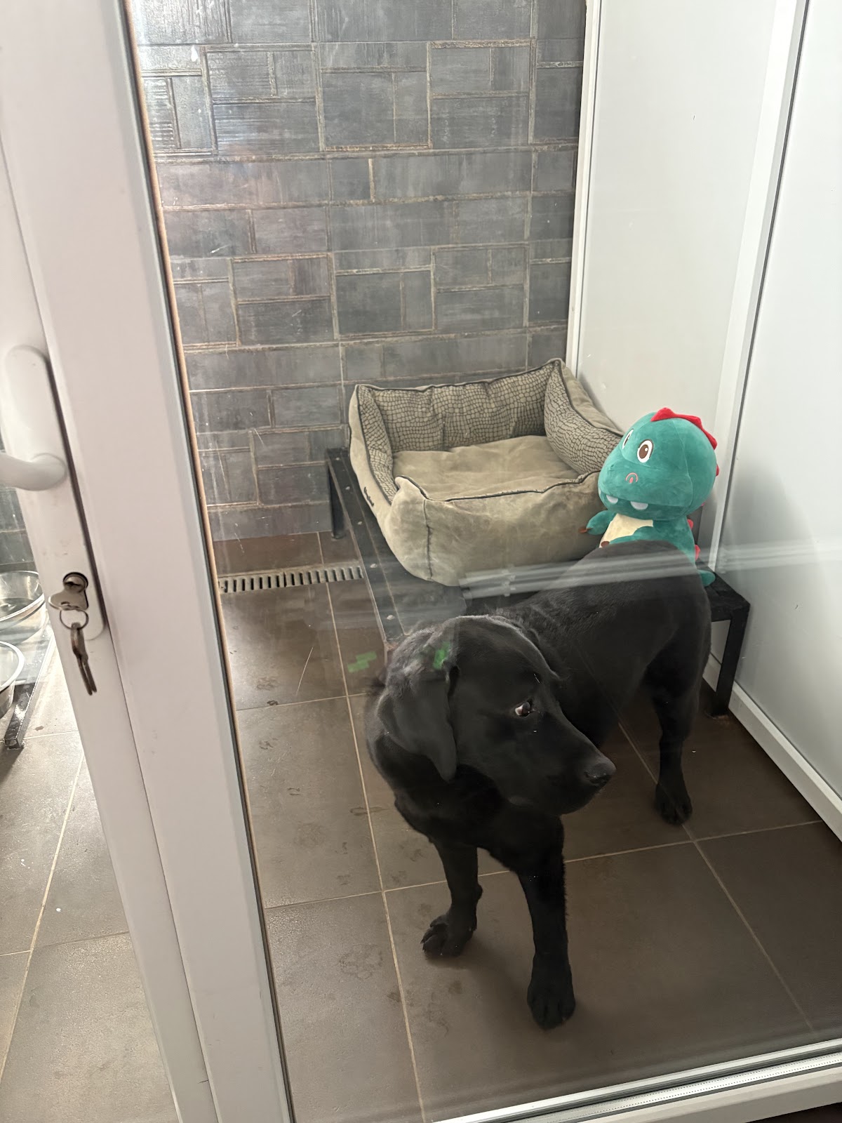 Residencia Canina Bogdan Vodă