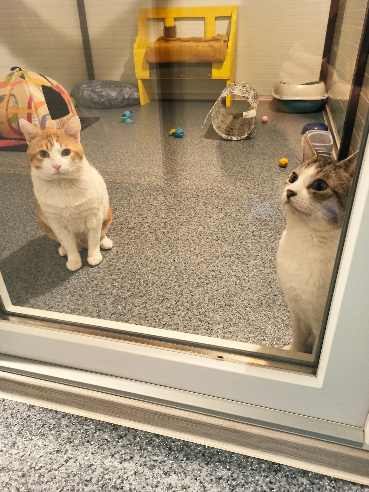 Pensiune/Cazare pisici - foto 2