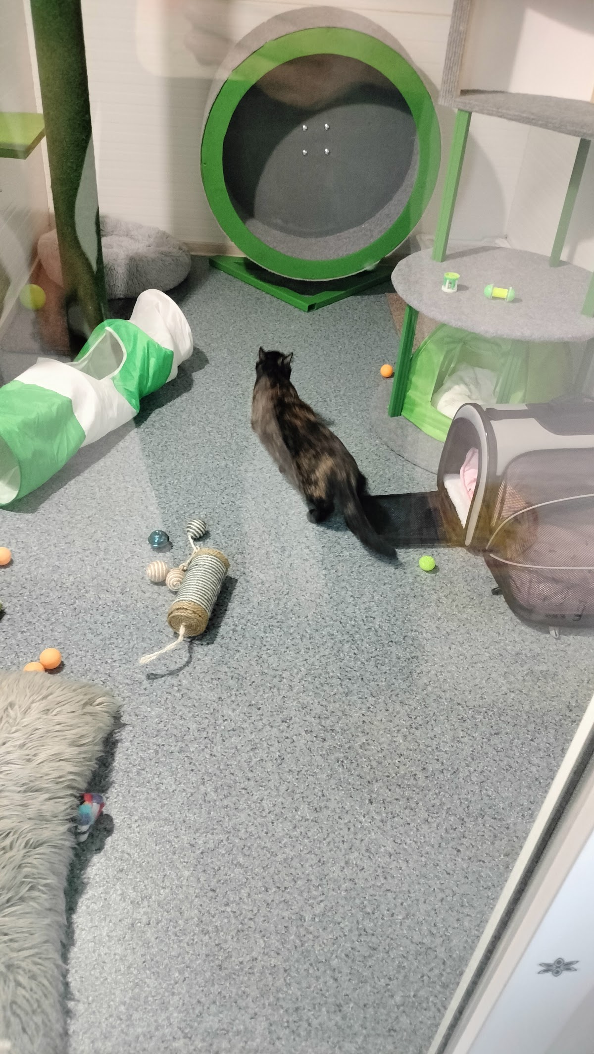 Pensiune/Cazare pisici - foto 4