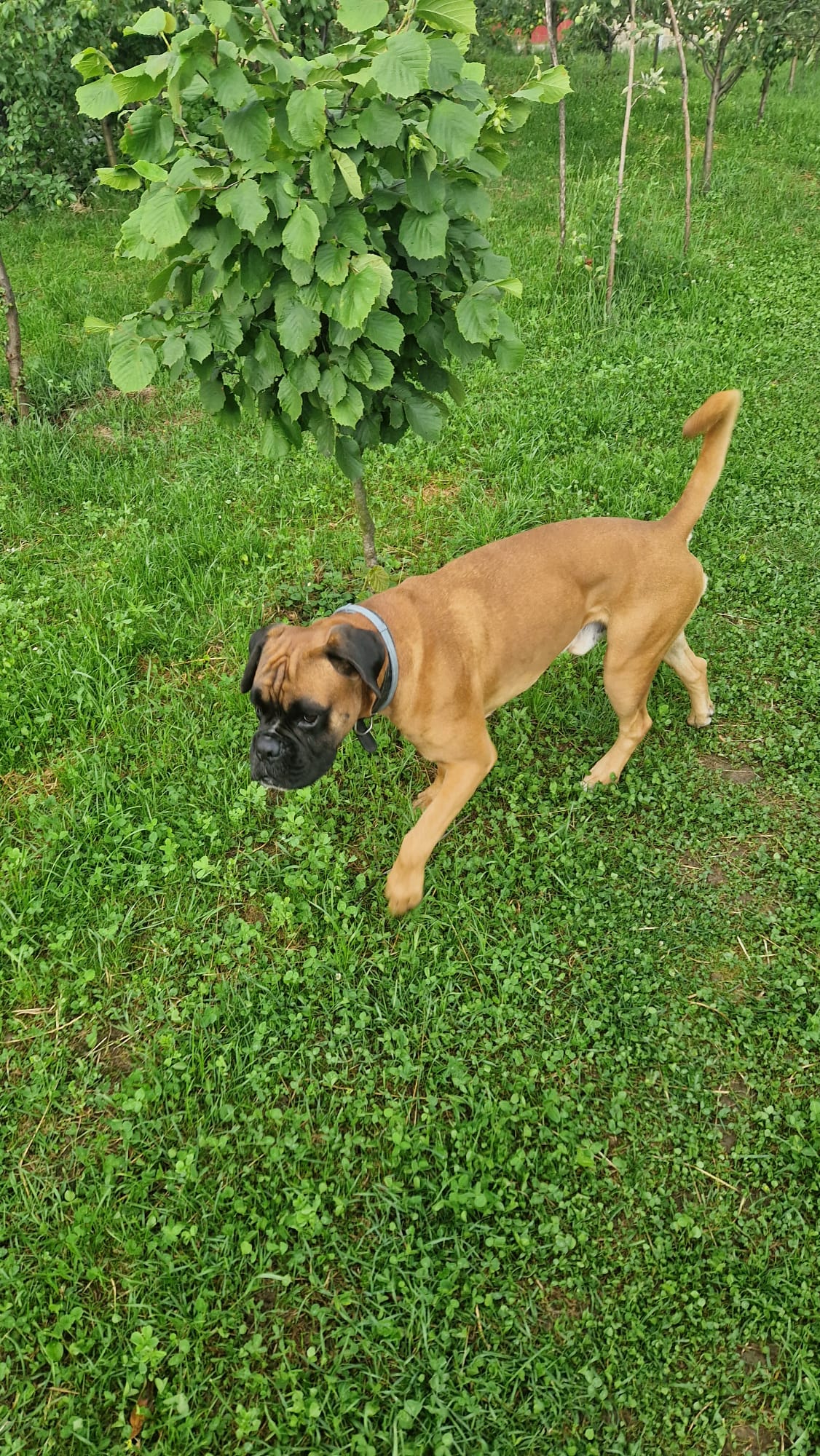 Pensiune/Cazare pisici - foto 5