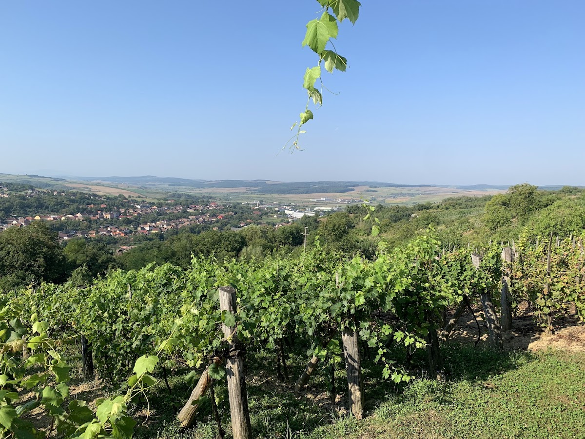 Pensiune Panorama