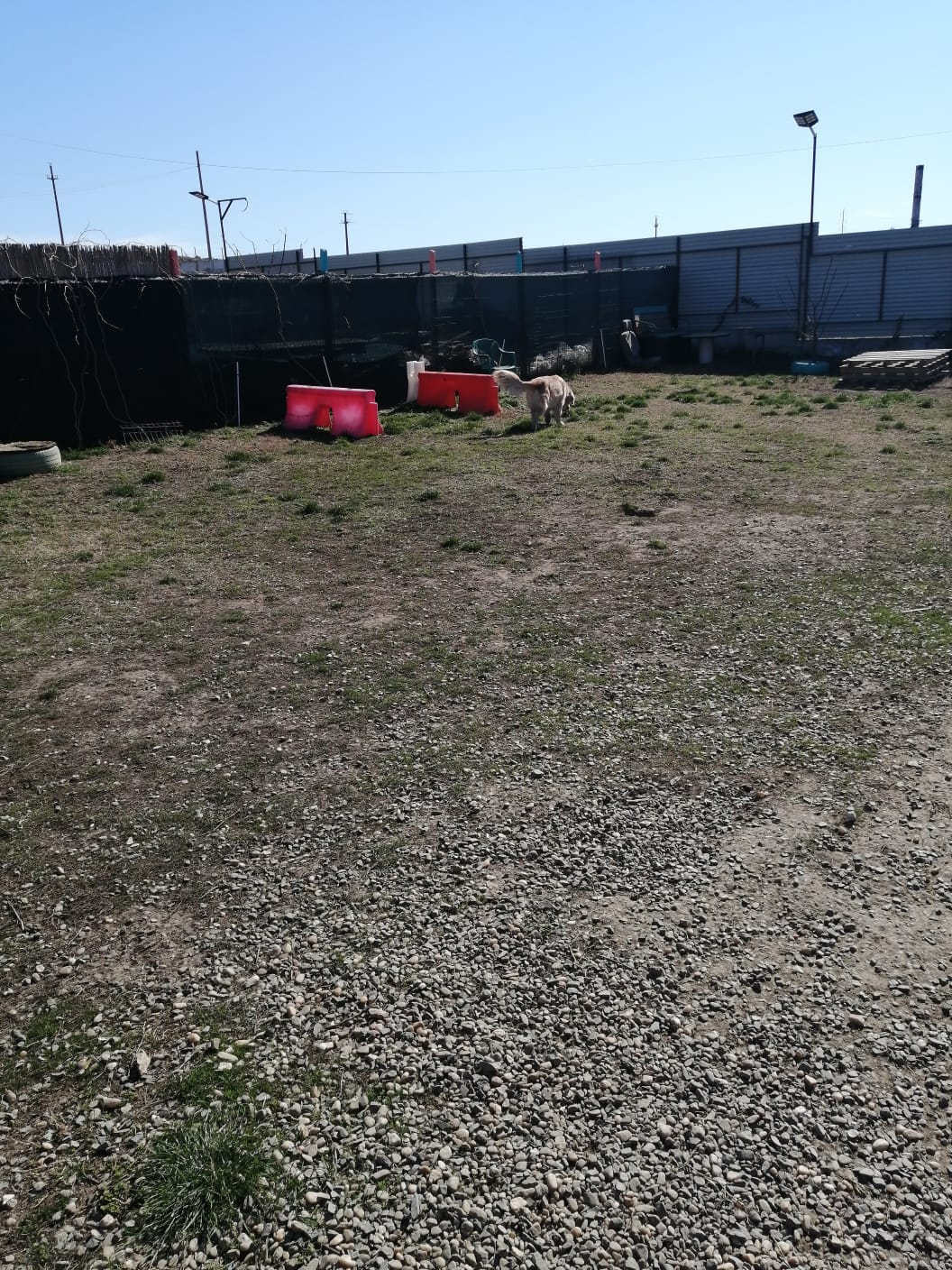 Pensión y Adiestramiento Canino Blue Dog - foto 1