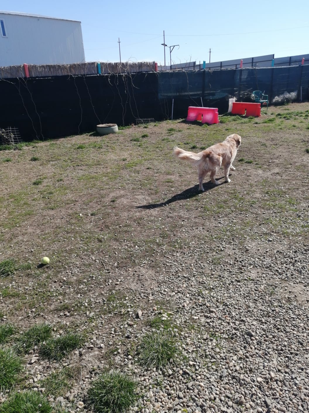 Pensión y Adiestramiento Canino Blue Dog - foto 2