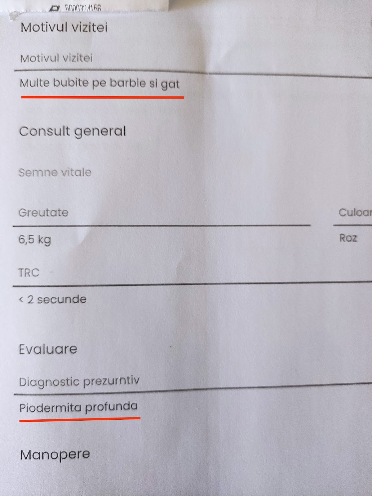 Pensión y Adiestramiento Canino Blue Dog - foto 4