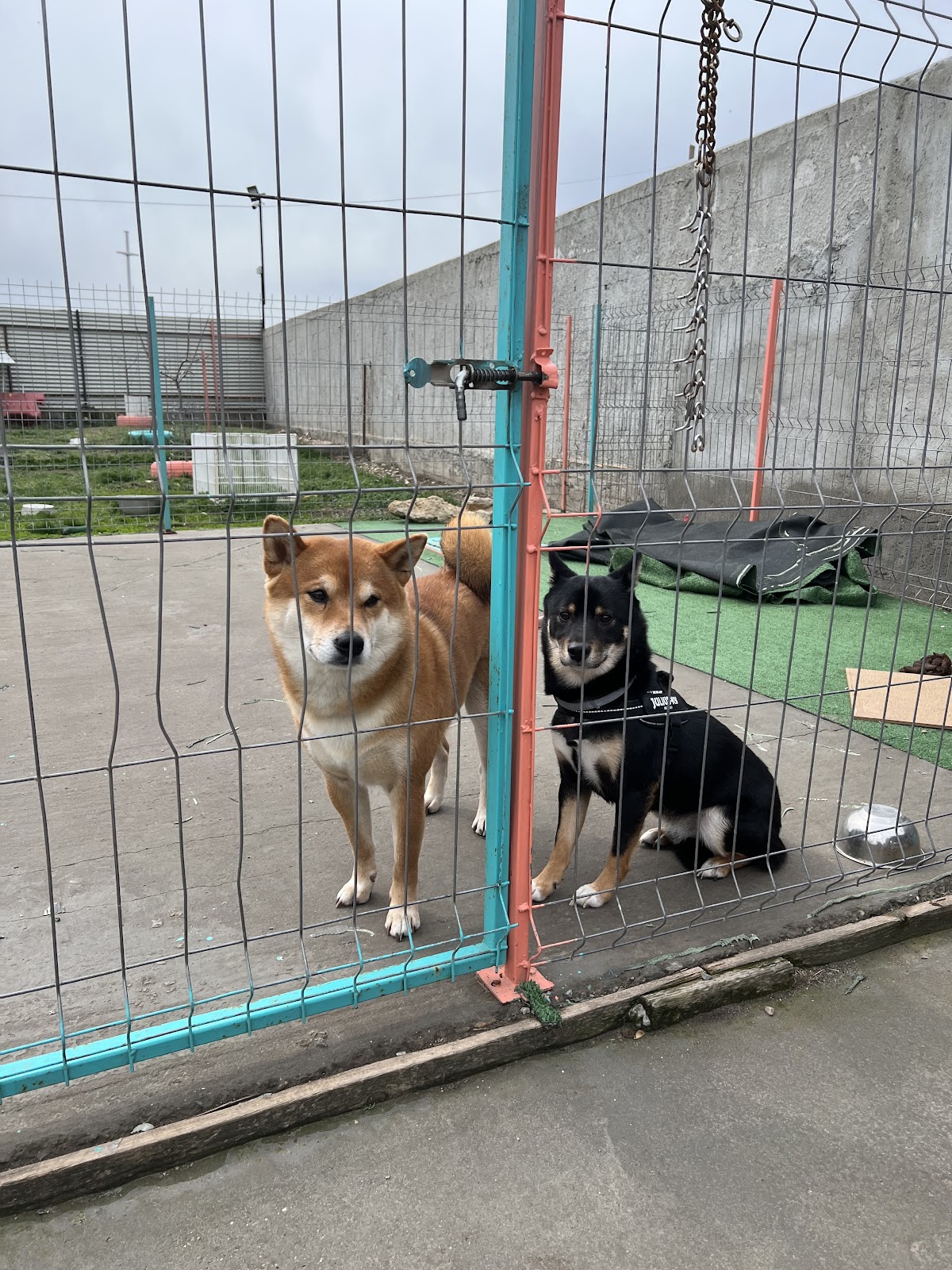 Pensiunea Canina Blue Dog, Valu lui Traian