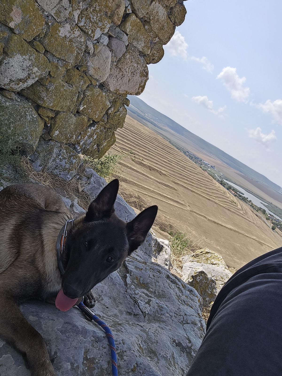 Pensiunea Canina Blue Dog