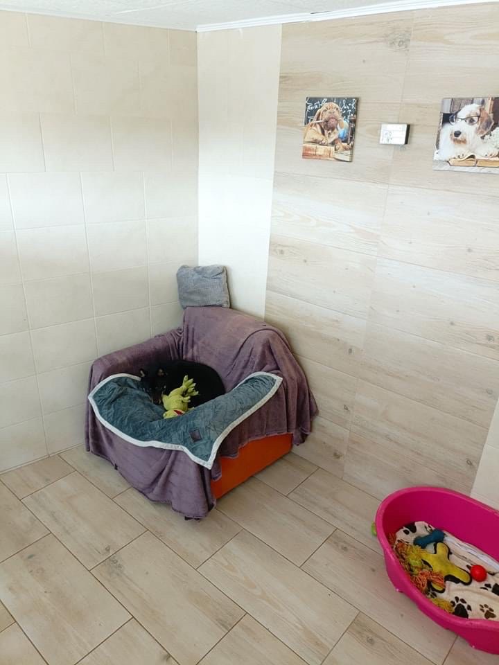 Pensiunea Canina Blue Dog