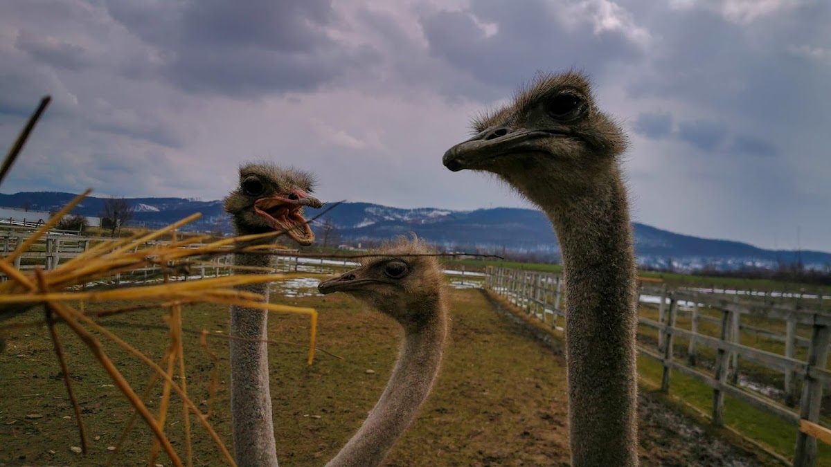 Pensiunea ,,La struti"