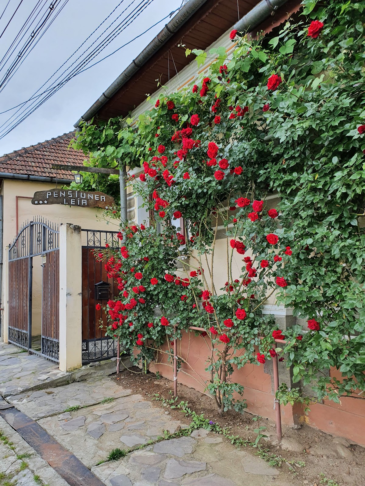 Pensiunea Leia Cârțișoara - foto 1