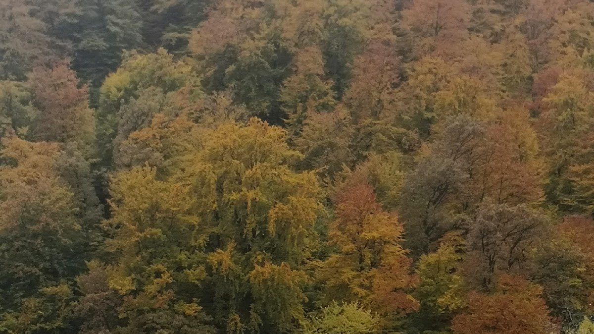 Pensiunea Livada Amely - foto 4