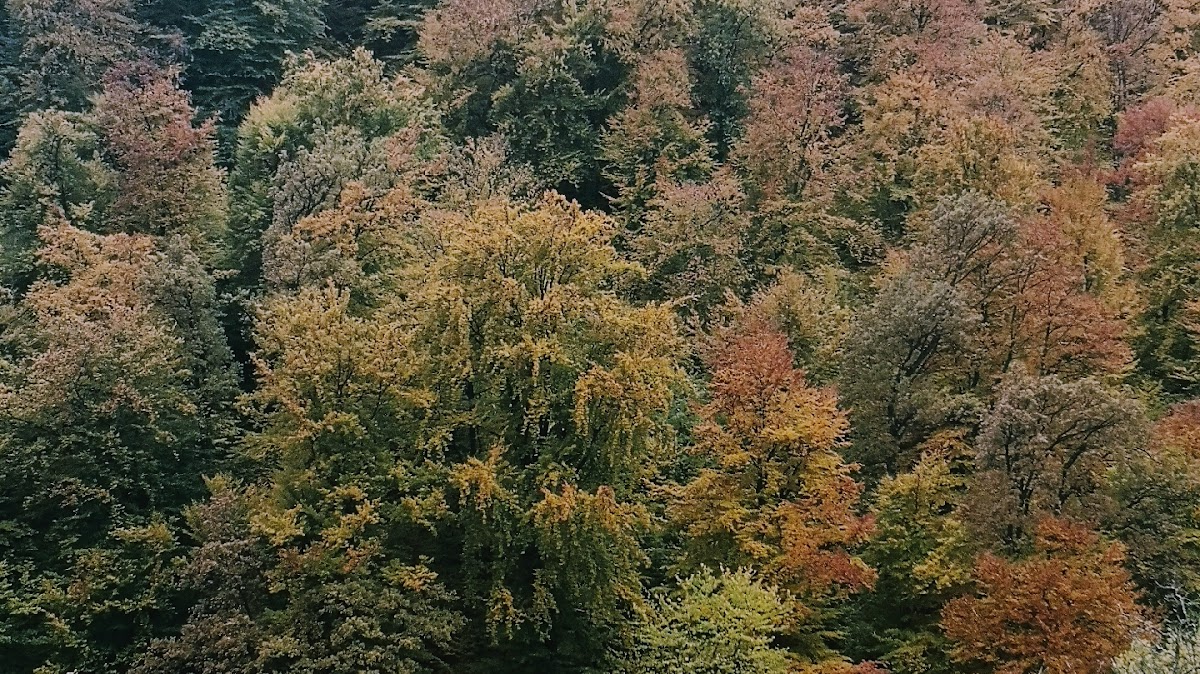 Pensiunea Livada Amely - foto 5