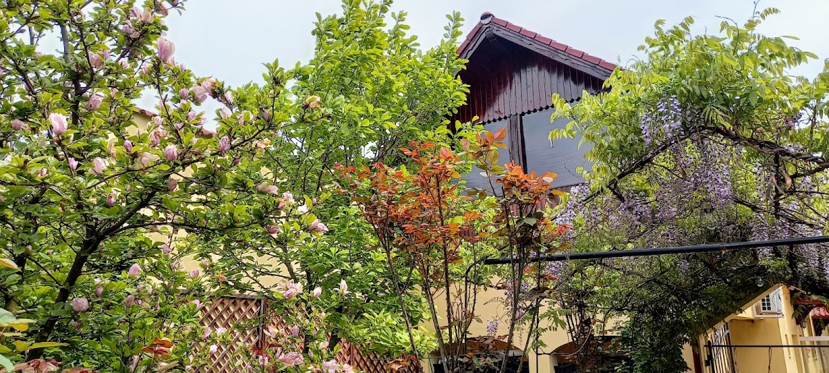 Pensiunea Magnolia - foto 1