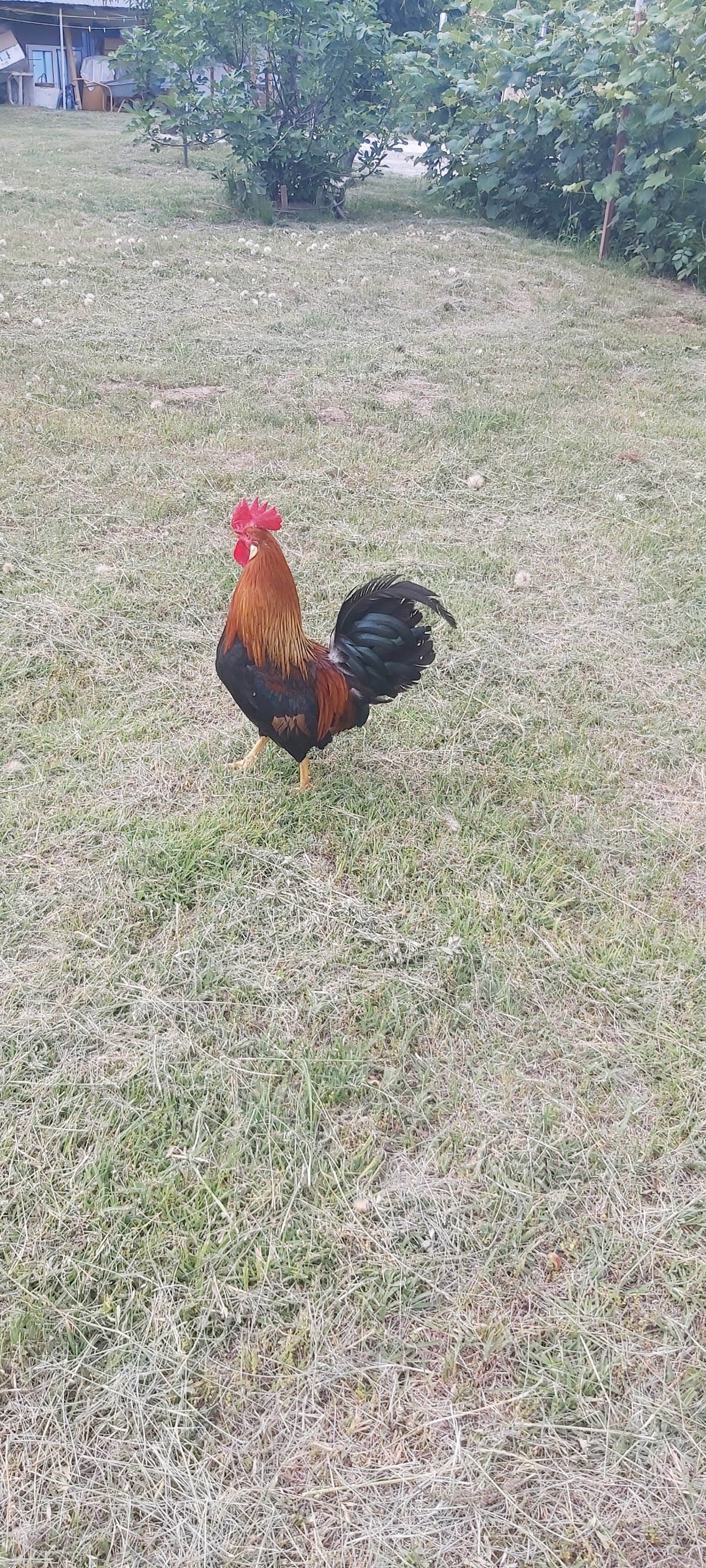 Pensiunea Mara, Comuna Budesti, Sat Linia, Strada Principala, nr 80, Vâlcea