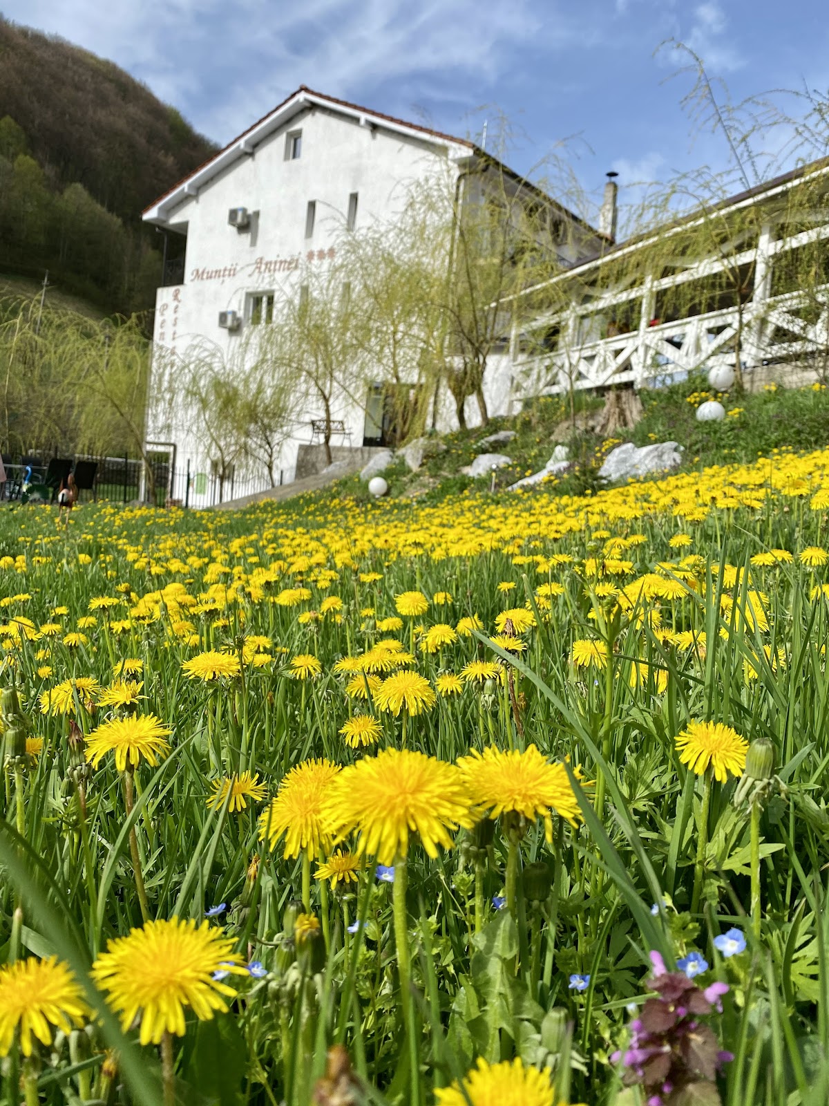 Pensiunea Muntii Aninei - foto 4