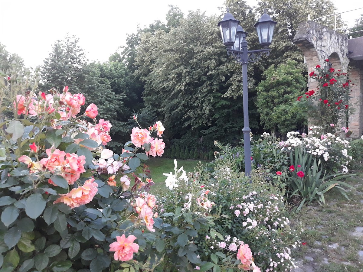 Pensiunea Rapsodia - foto 4