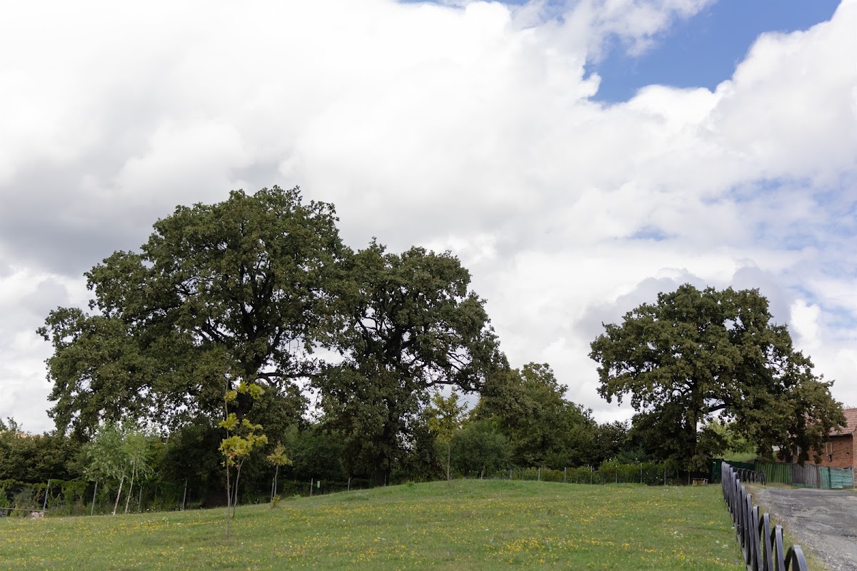 Pensiunea Trei Stejari - foto 5