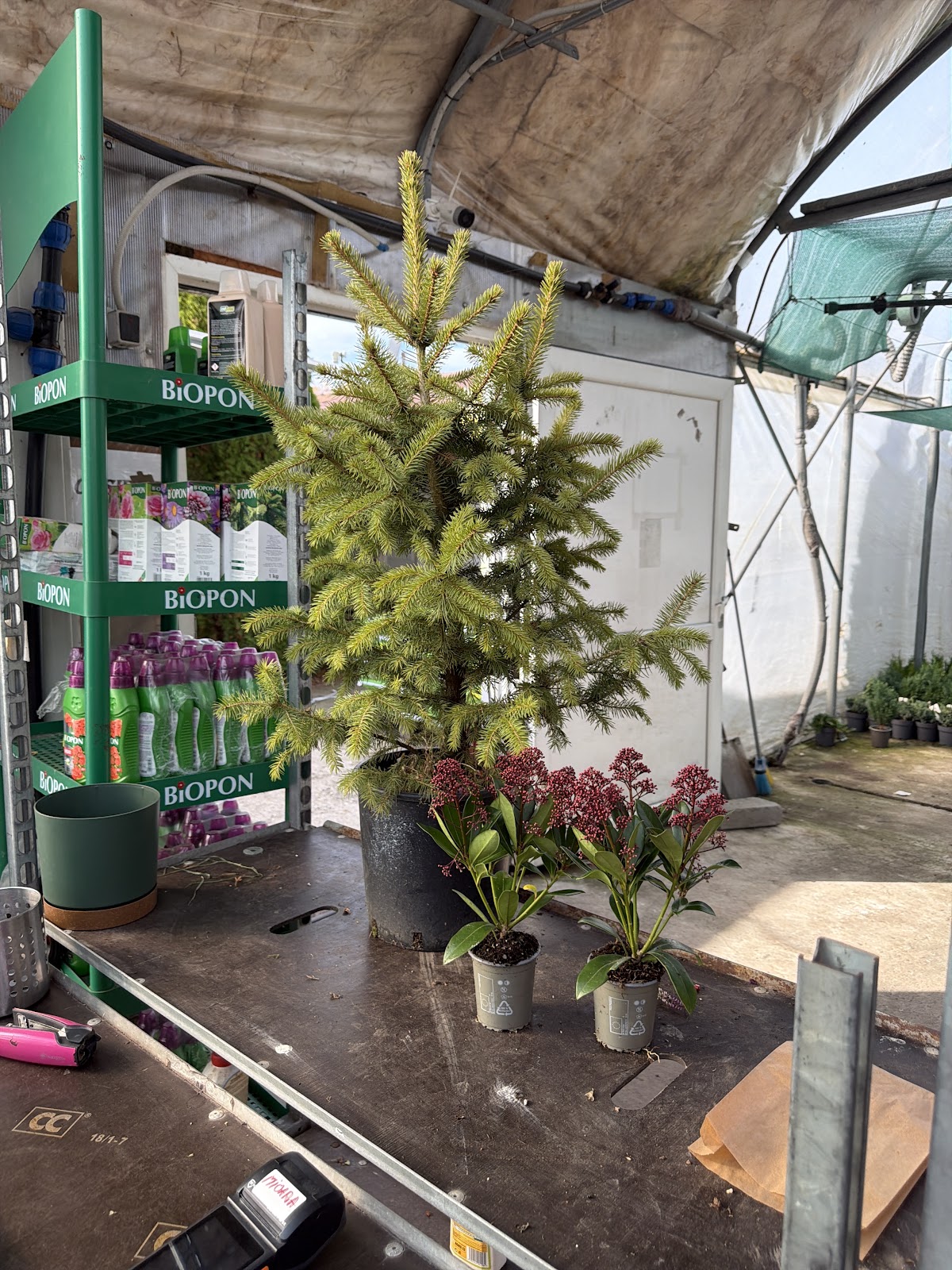 Pépinière Sibiu - Serre Camélia - foto 1