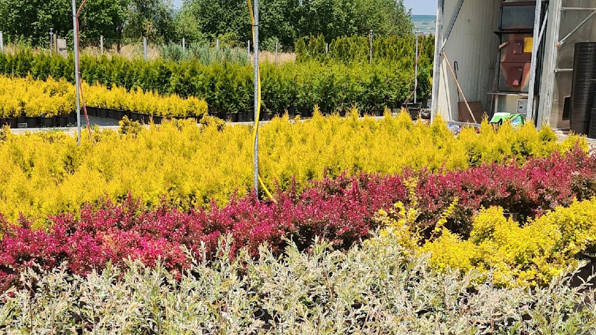 Pépinière Sibiu - Serre Camélia - foto 2