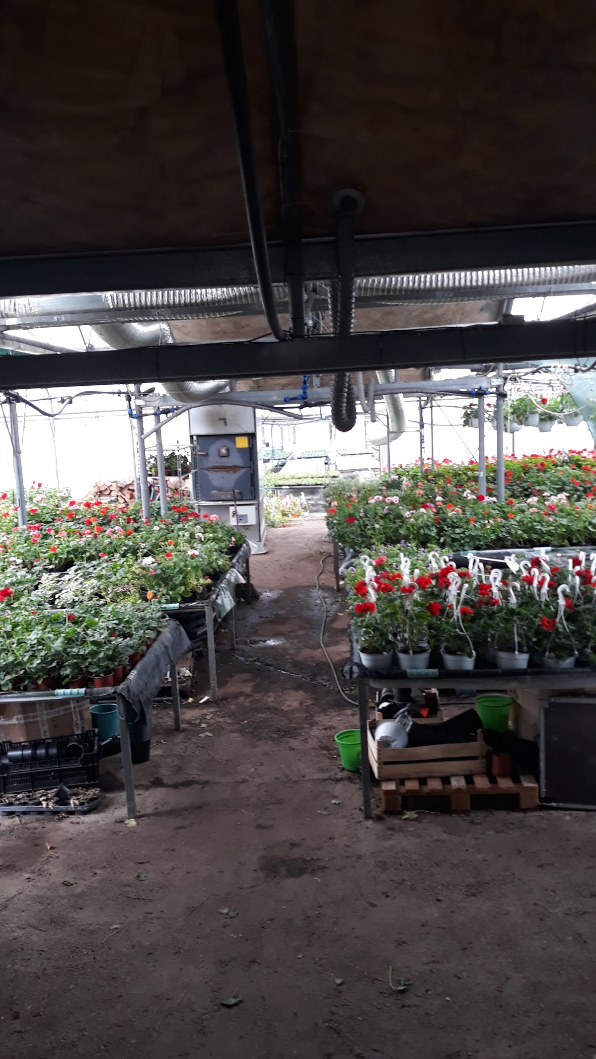 Pépinière Sibiu - Serre Camélia - foto 4