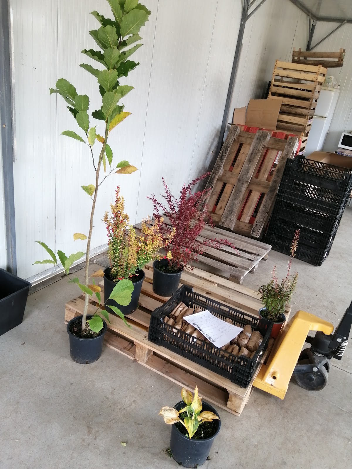 Pépinière Sibiu - Serre Camélia - foto 5