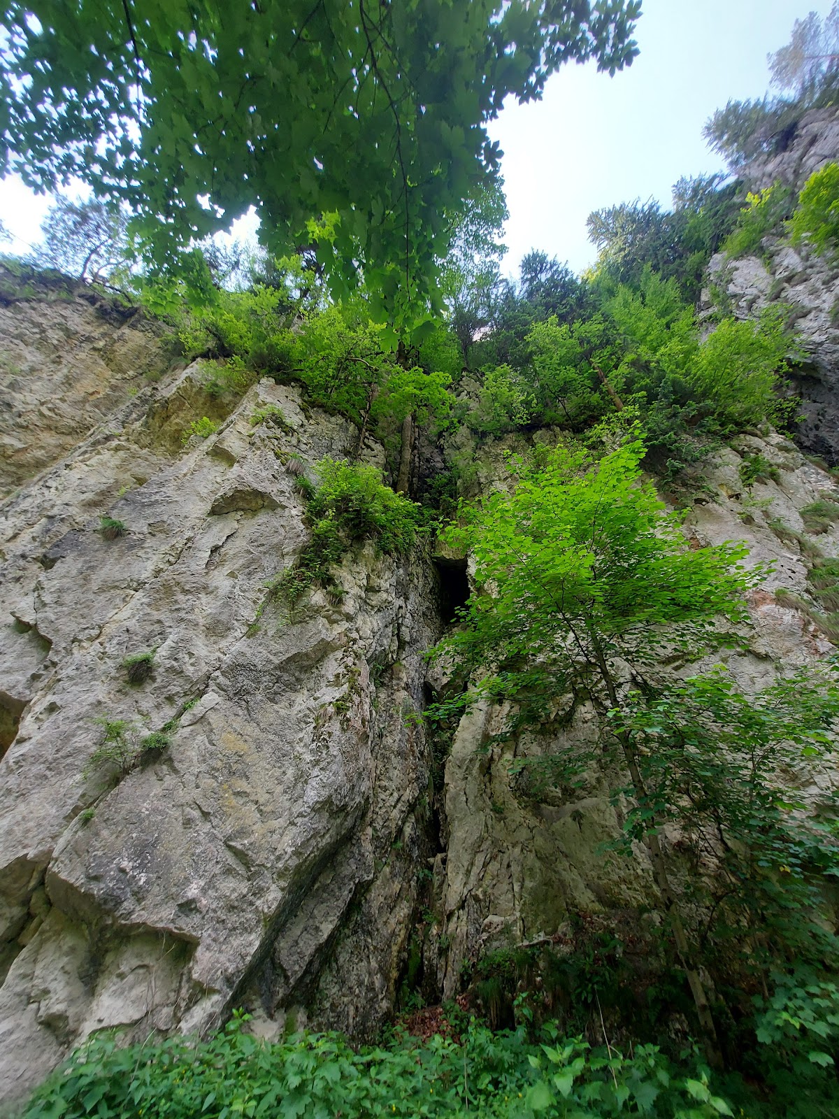 Peștera Colțul Surpat (Peștera Urșilor) - foto 3