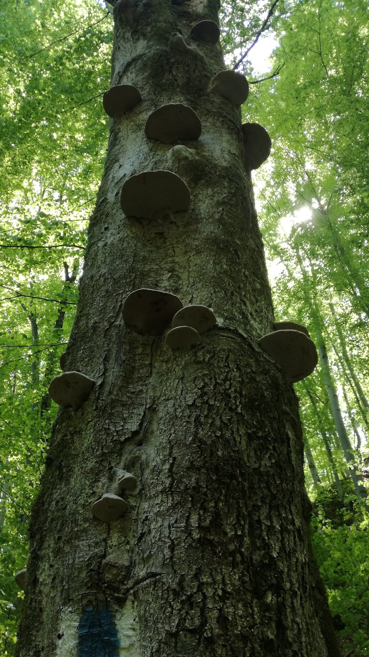 Grotta di Râșnoavei - foto 5