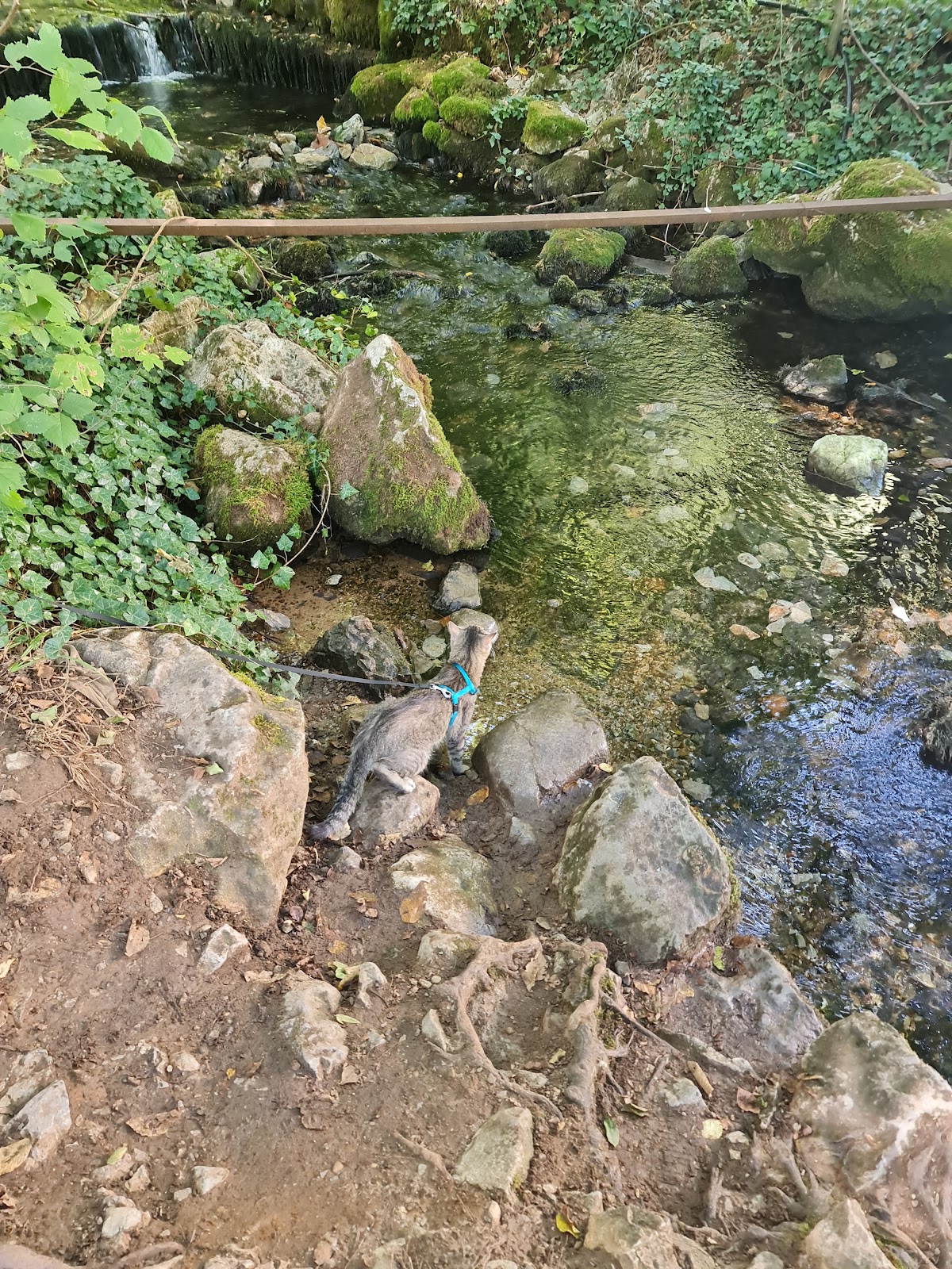 Peștera Vadu Crișului - foto 5
