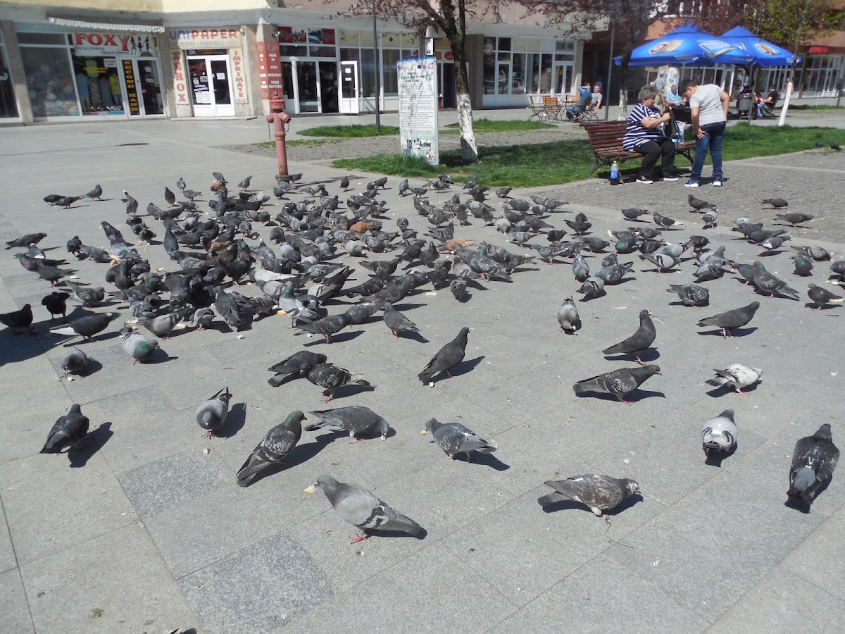 胜利广场 - foto 5