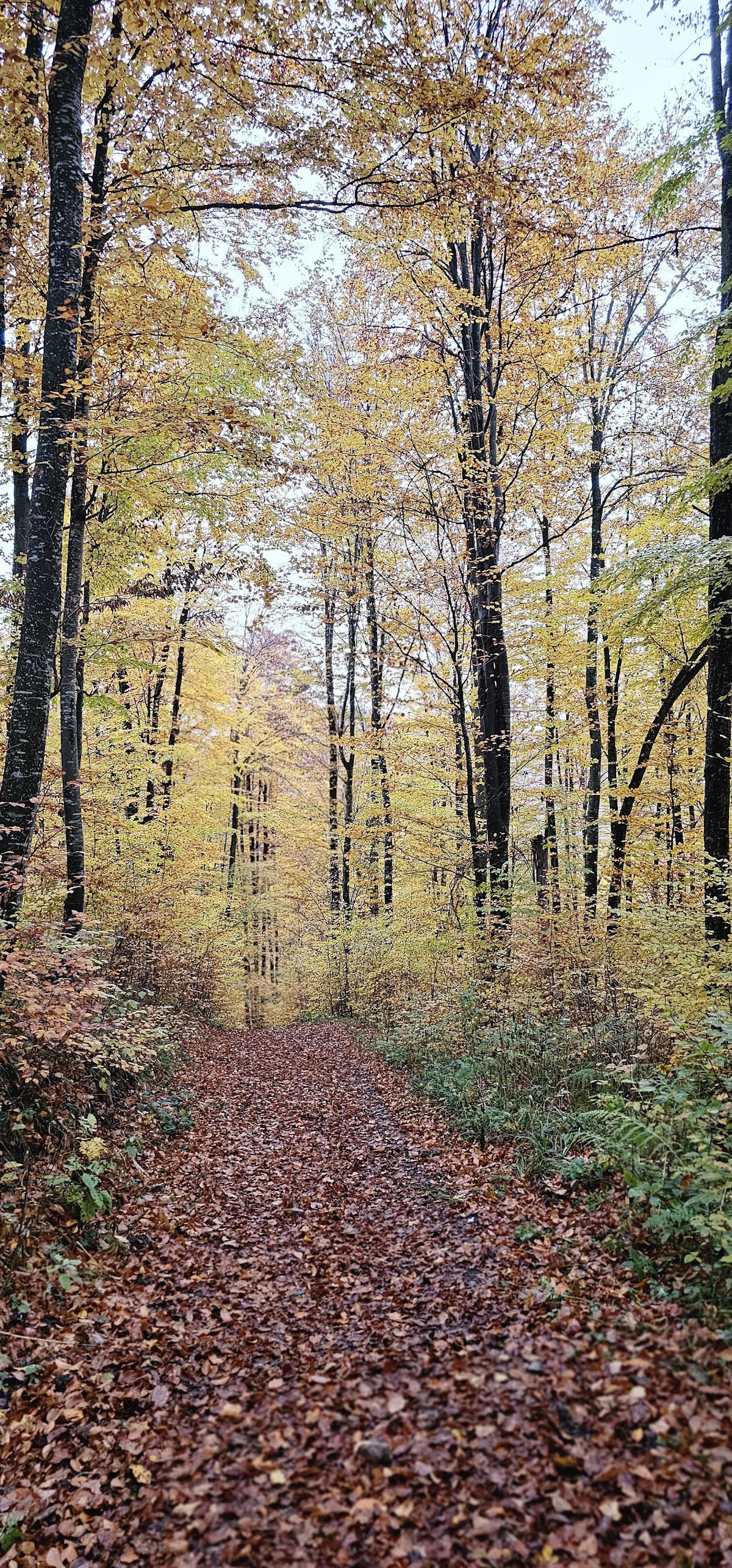 Piatra lui Lucaci - foto 4