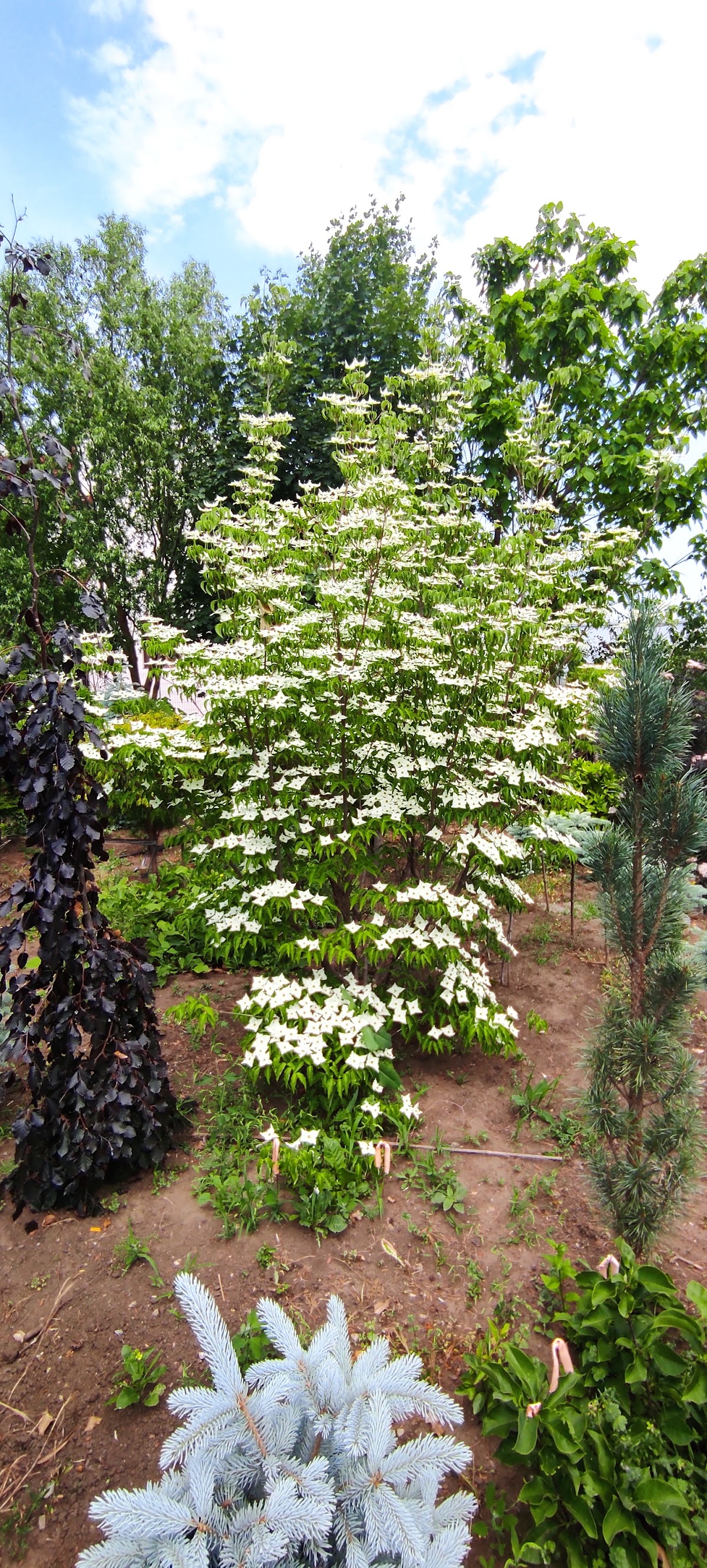 Plante Ornamentale - foto 4