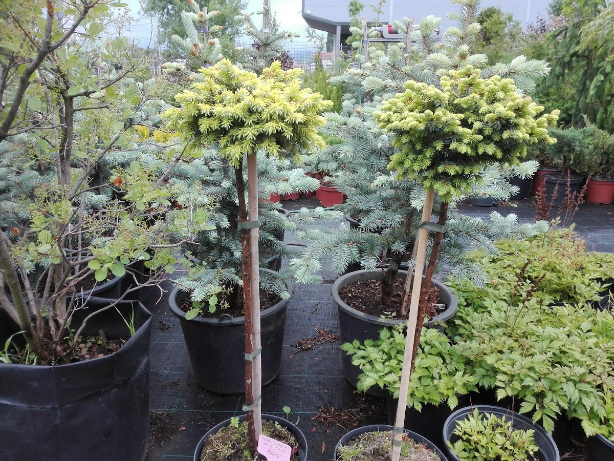 Plante Ornamentale - foto 5