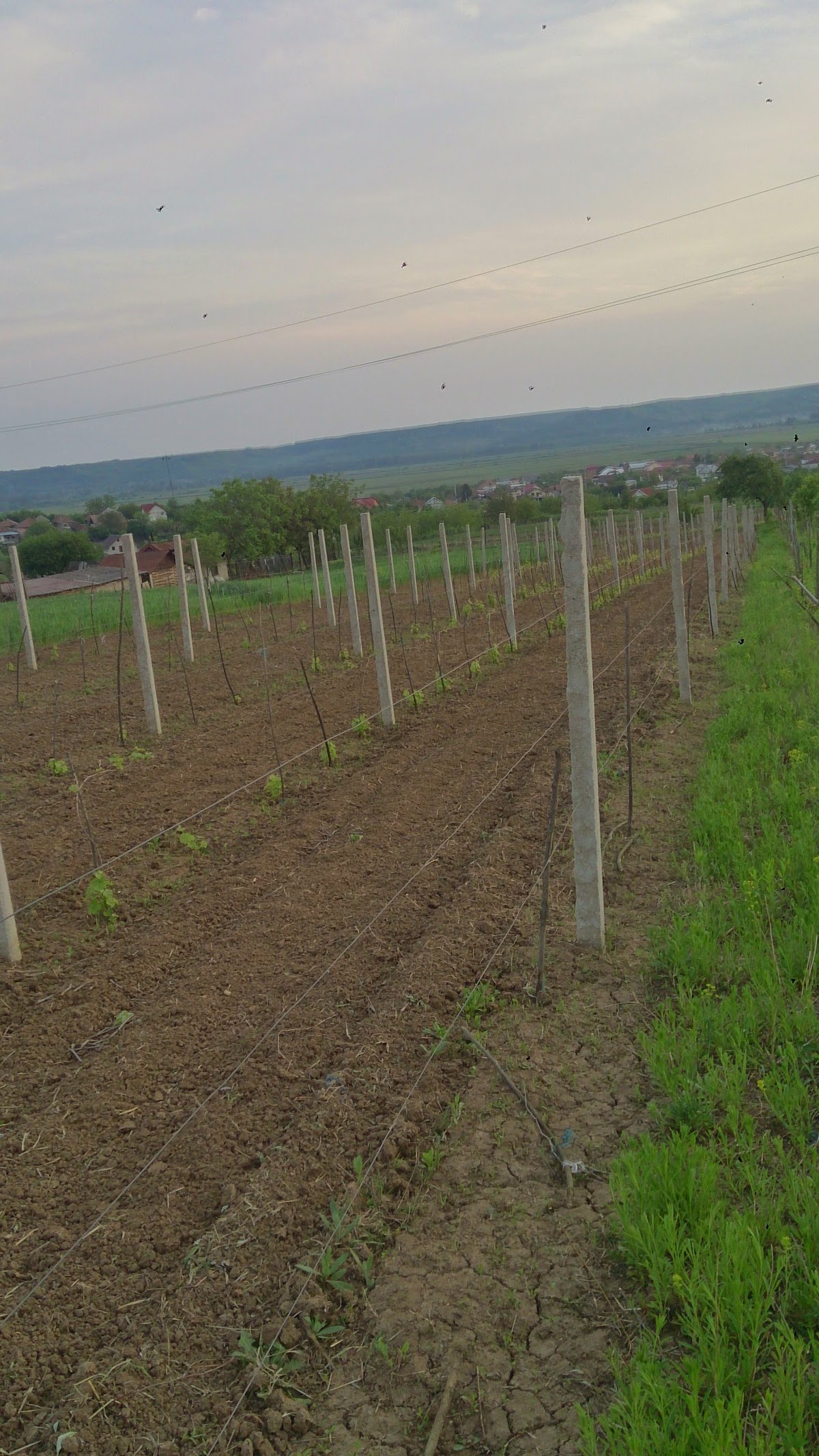 Podgoria Grejdani - foto 2