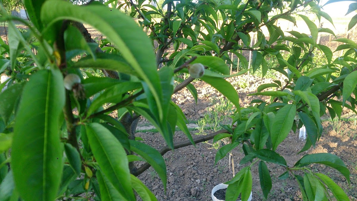 Podgoria Grejdani - foto 4