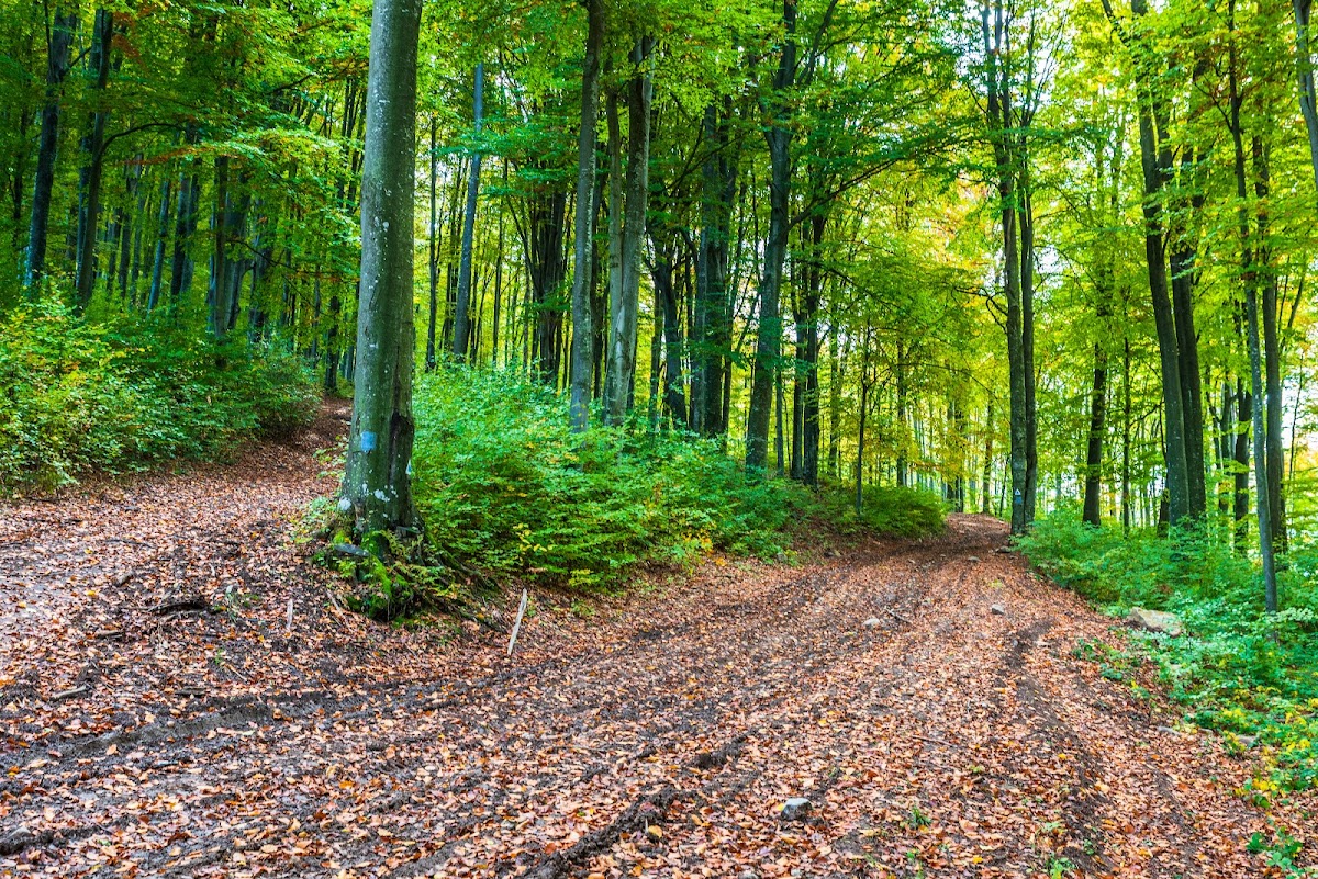 Poiana Boros - foto 3