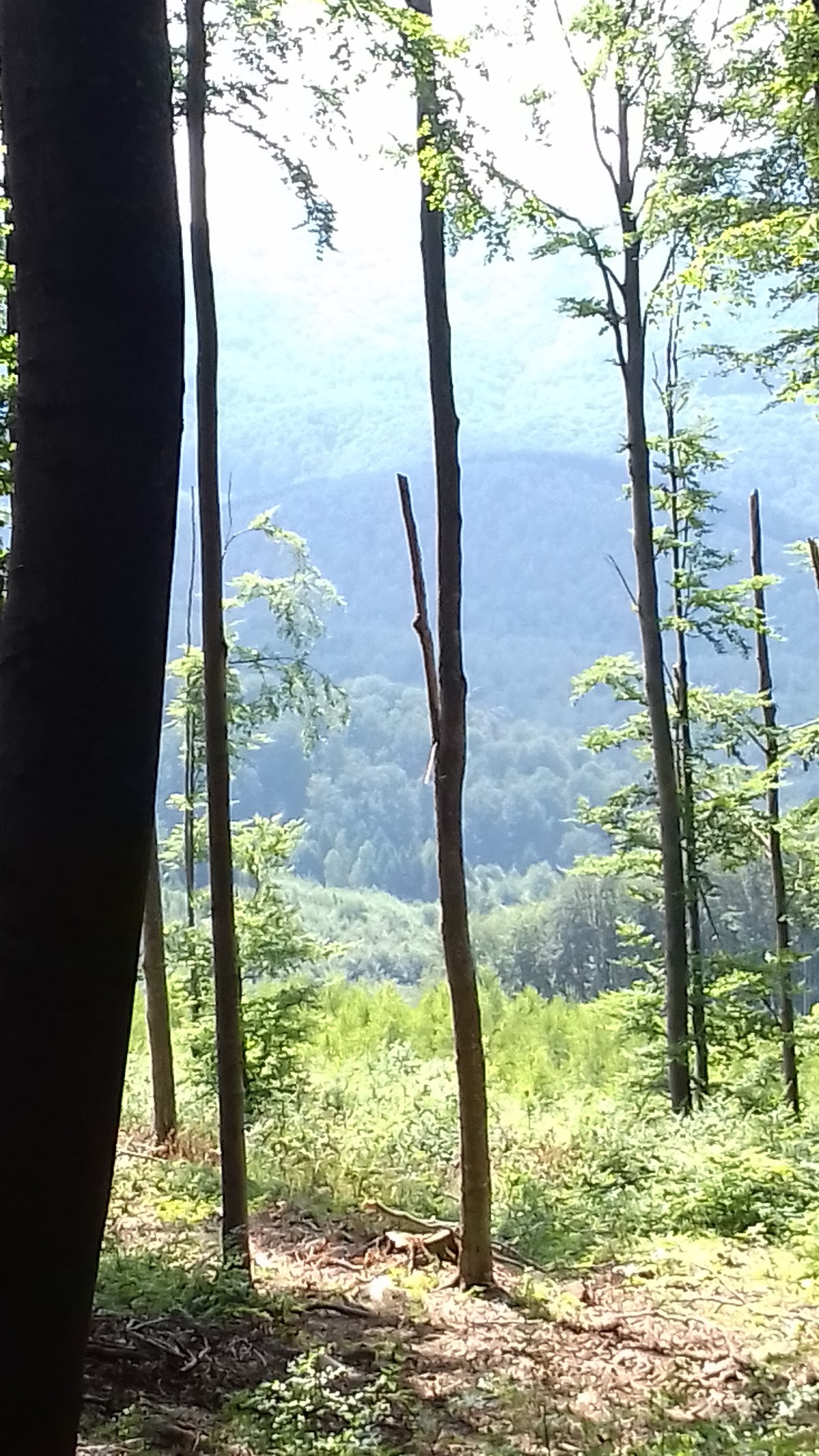 Poiana Boros - foto 5