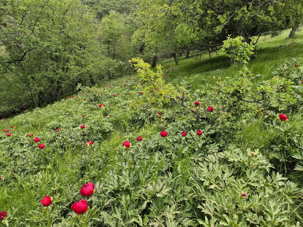 Poiana cu Bujori
