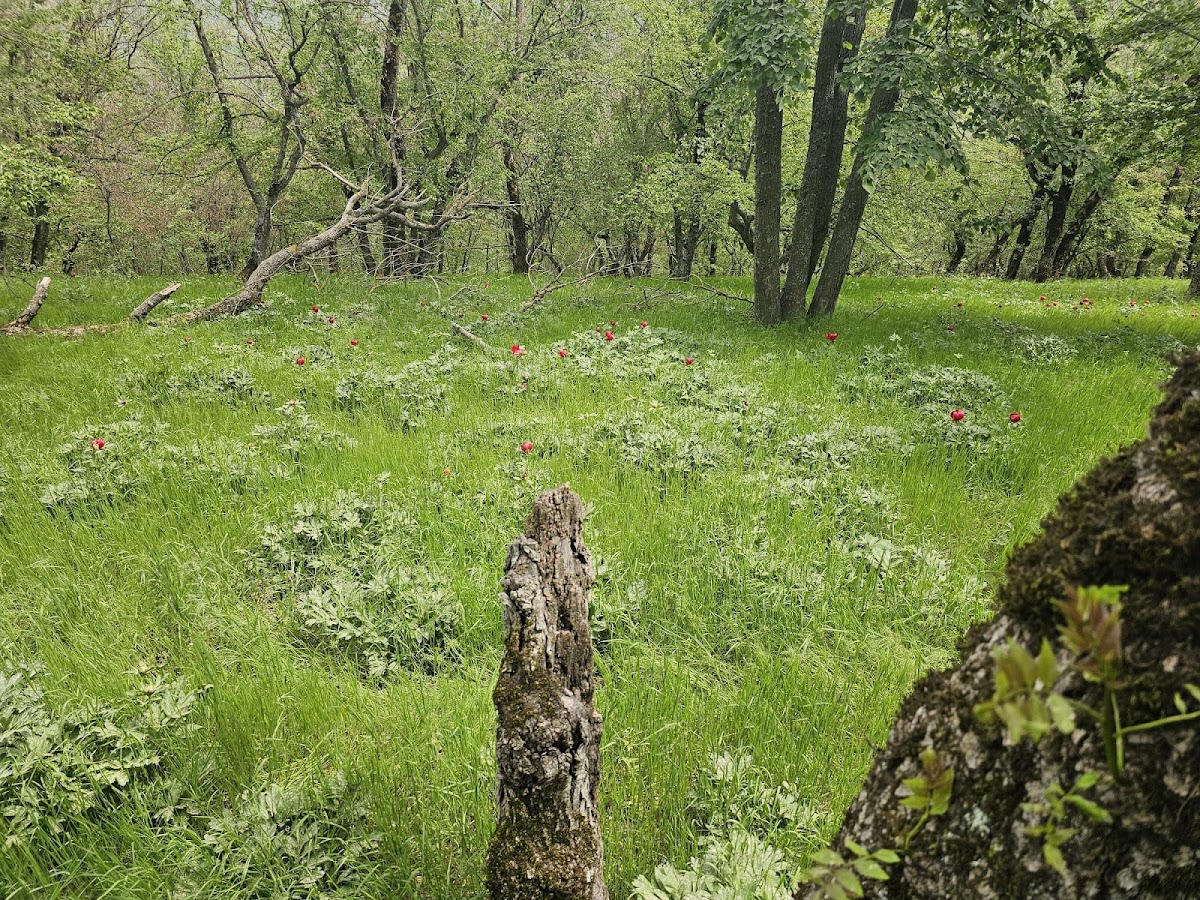 Poiana cu Bujori - foto 4