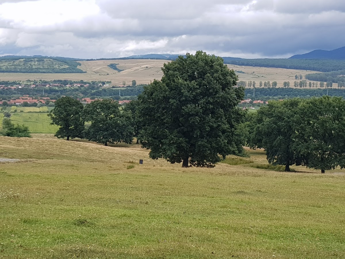Poiana cu Goruni - foto 3