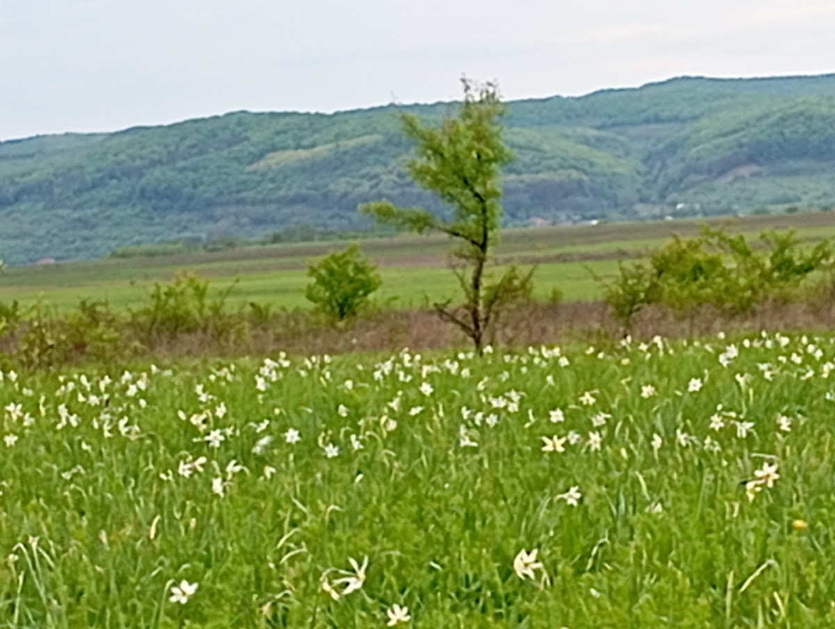 Prato di narcisi a Racâș - foto 2