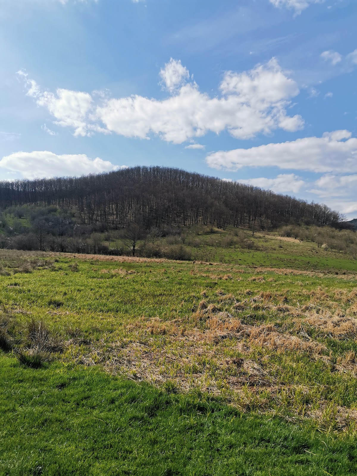 Prato di narcisi a Racâș - foto 3