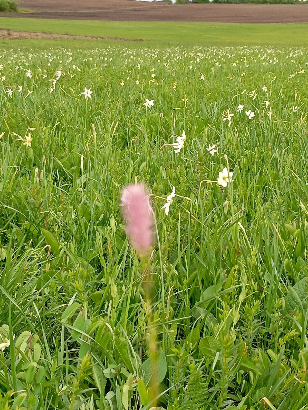 Prato di narcisi a Racâș - foto 5