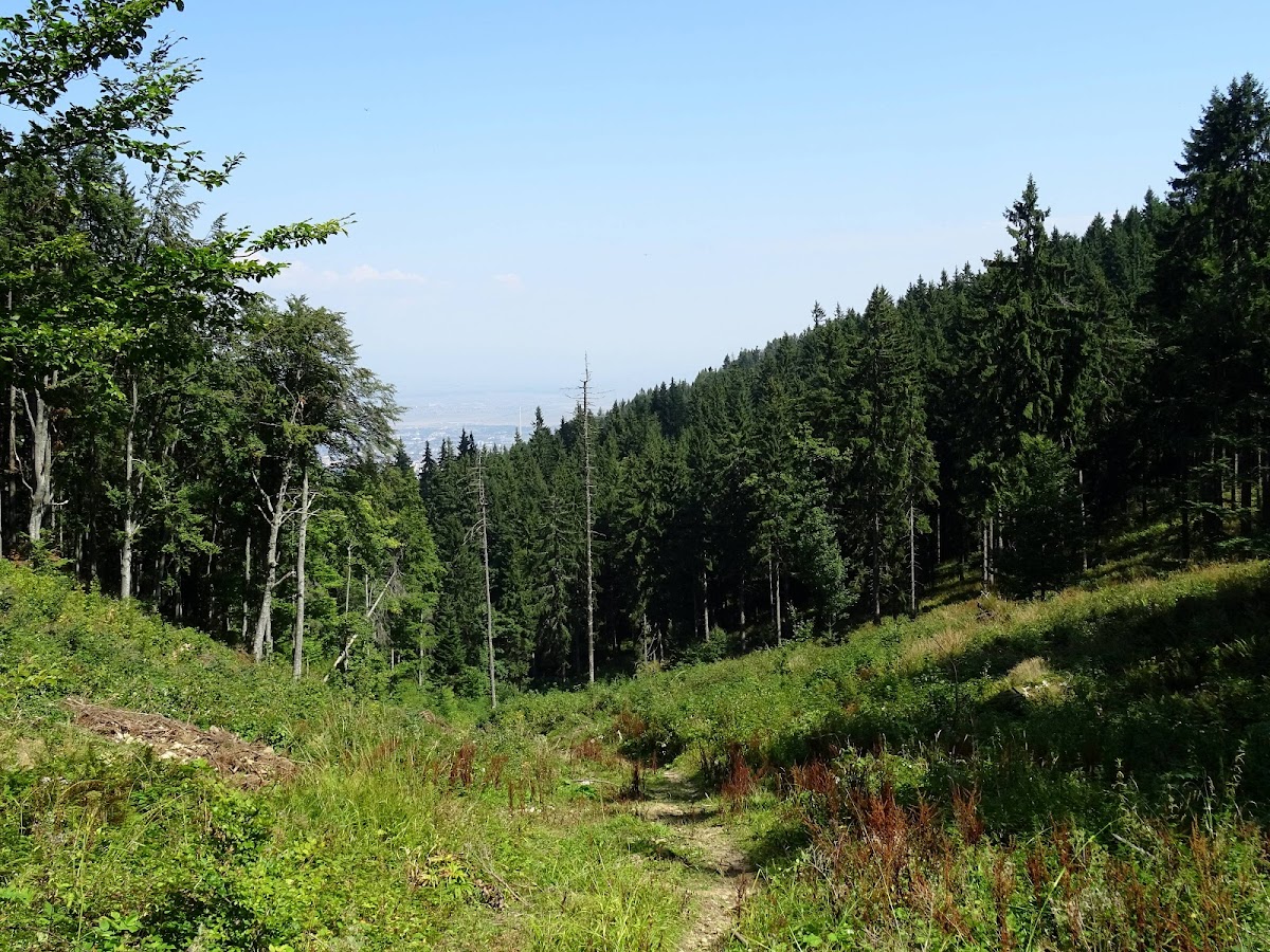 Poiana Drester - foto 2