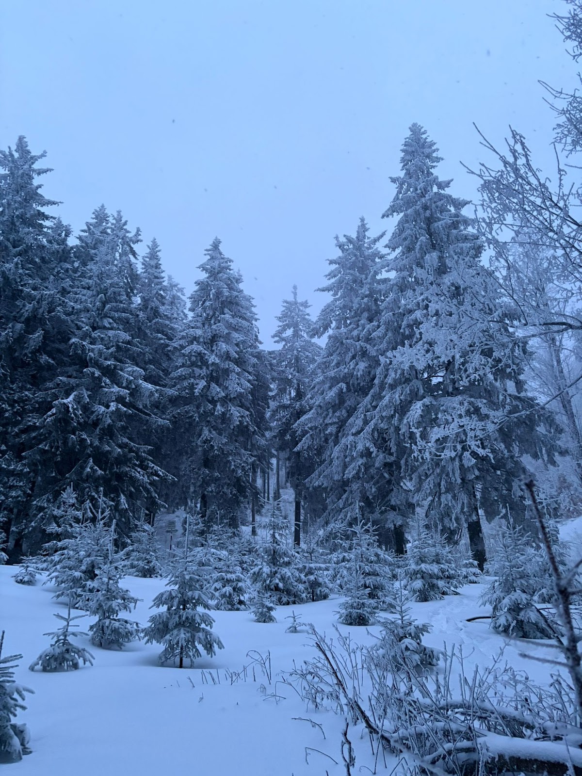 Poiana Drester - foto 3