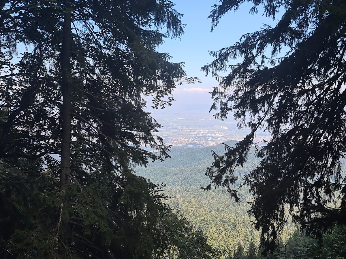 Poiana Drester - foto 5