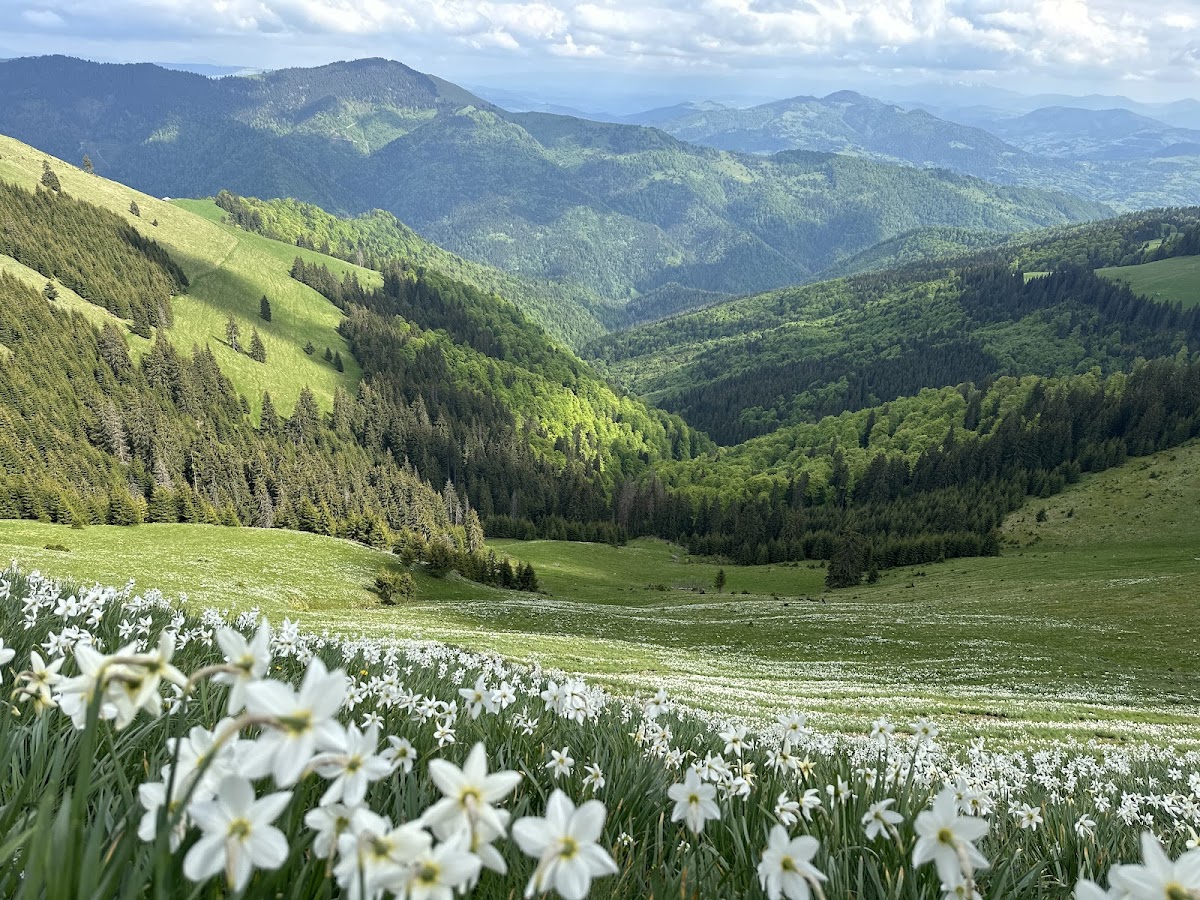 Poiana Narciselor de pe Masivul Saca
